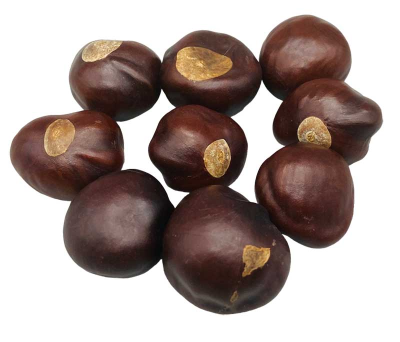 Buckeyes whole 1oz (image for) Buckeyes whole 1oz